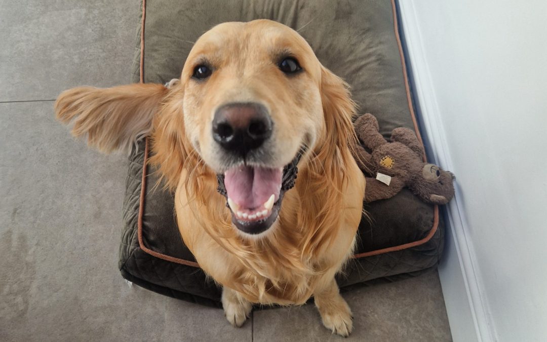 Willow Has a great time at Roundhay Paws!